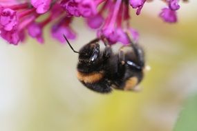 close-up of a bumblebee