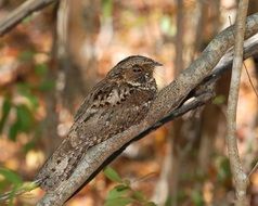 Picture of the brown bird on a tree