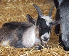 dwarf goat on straw