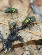 three flies over a dead bird