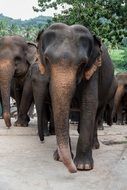 herd of elephants