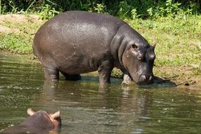 attractive Hippopotamus