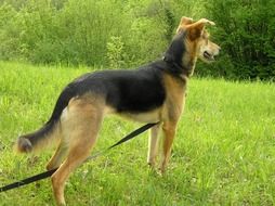 domestic dog in the meadow