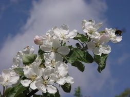 blossoming apple tree branch against the sky