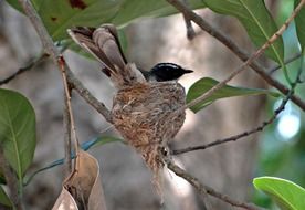 white-throated fantail on a tree branch