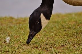 Goose with a lowered head on a green meadow