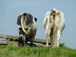 rear view of two cows on a farm
