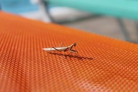 insect on brown surface