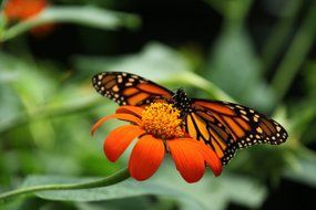 wild orange butterfly on the orange flower