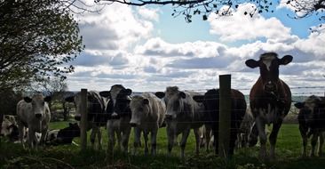 cows behind fence