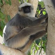 gray langur on the tree