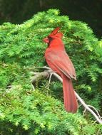 red cardinal on a green spiny branch