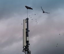 birds circling in the sky