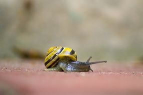 crawling yellow snail