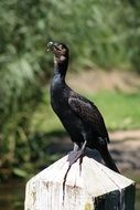 Great Cormorant in nature