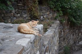 red cat lays on the foundation