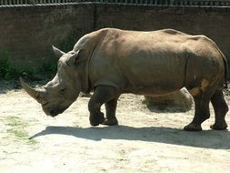 white rhino in the zoo on a sunny day