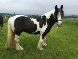 Pony Meadow Horse
