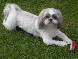 Shih Tzu dog is lying on the green grass