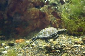 beautiful Turtle Baby