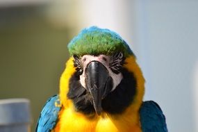 beak in a parrot with bright plumage