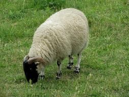 Cute sheep on farm