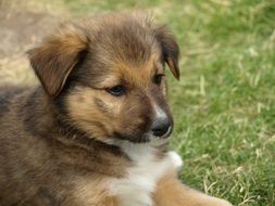 little puppy lies on green grass