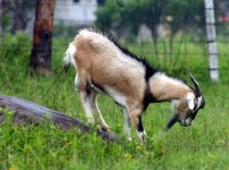 little furry home goat