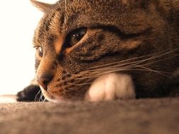 cat lies on the ground