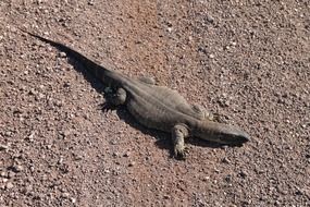 iguana like a lizard