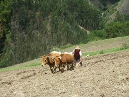 cows are on the field