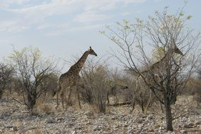 giraffes in the desert of namibia