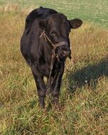 grazing black calf