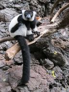 Lemur Monkey