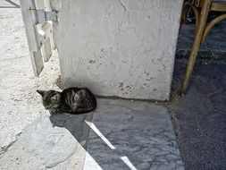 cat near the wall in tunisia