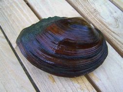 Shell on the wood