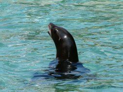 california sea lion in water