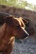 Brown Dog looking aside, head close up