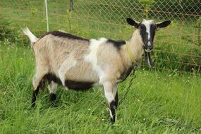 grazing Ð° domestic goat