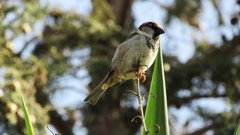 sparrow on high branch