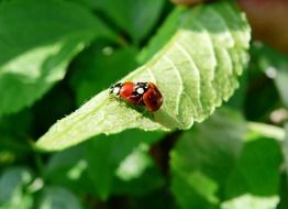 Pairing Ladybugs on a green leaf