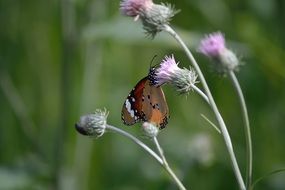 butterfly on a flowering plant on a blurry background