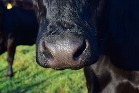 beef nose