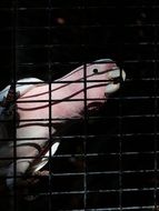 pink cockatoo in the cage