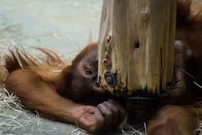 beautiful gorilla resting on the ground in a national park