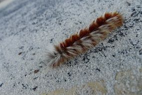 Picture of fluffy Caterpillar on a road