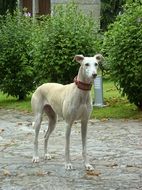 levrier Dog in Collar stays on path in Garden