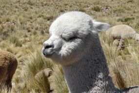 white alpaca head