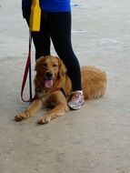 golden retriever on a leash
