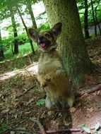 standing dog in the forest